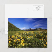 Arrowleaf balsomroot bedekt het gebed met briefkaart (Voorkant / Achterkant)