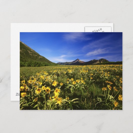 Arrowleaf balsomroot bedekt het gebed met briefkaart (Voorkant / Achterkant)