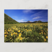 Arrowleaf balsomroot bedekt het gebed met briefkaart (Voorkant)