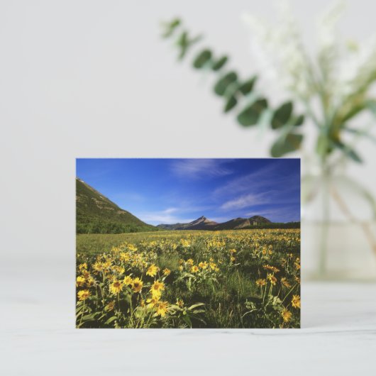 Arrowleaf balsomroot bedekt het gebed met briefkaart (Staand voorkant)