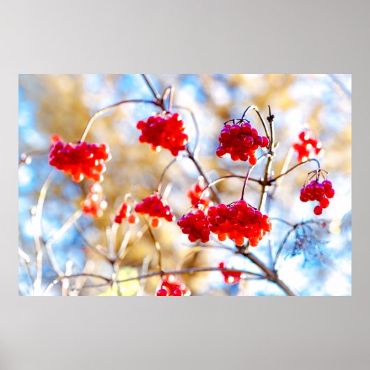 Arrowwood Berries Poster (Voorkant)