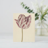  Art Briefkaart met een witte & rode tulp (Staand voorkant)