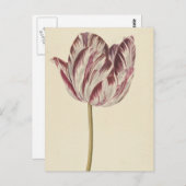  Art Briefkaart met een witte & rode tulp (Voorkant / Achterkant)