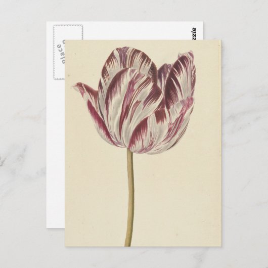  Art Briefkaart met een witte & rode tulp (Voorkant / Achterkant)