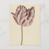  Art Briefkaart met een witte & rode tulp (Voorkant)