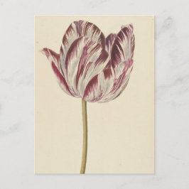 Art Briefkaart met een witte & rode tulp