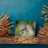 Art Decor Plaque-Butterfly Plaque Fotoplaat (Zijkant)