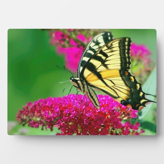 Art Decor Plaque-Butterfly Plaque Fotoplaat (voorkant)