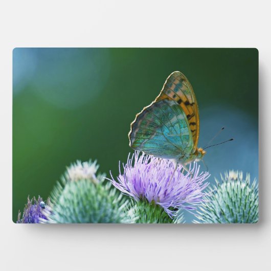Art Decor Plaque-Butterfly Plaque Fotoplaat (voorkant)