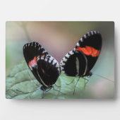 Art Decor Plaque-Butterfly Plaque Fotoplaat (voorkant)
