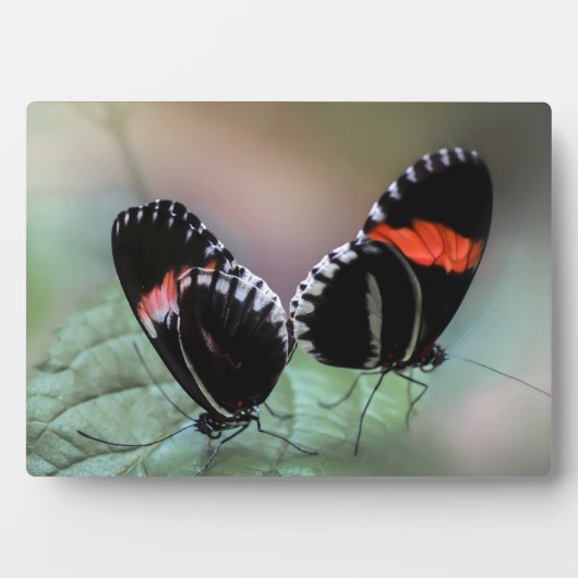 Art Decor Plaque-Butterfly Plaque Fotoplaat (voorkant)