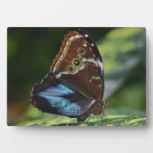 Art Decor Plaque-Butterfly Plaque Fotoplaat (voorkant)