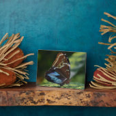 Art Decor Plaque-Butterfly Plaque Fotoplaat (Zijkant)