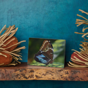 Art Decor Plaque-Butterfly Plaque Fotoplaat