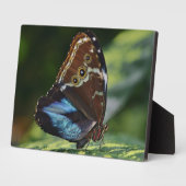 Art Decor Plaque-Butterfly Plaque Fotoplaat (Zijkant)