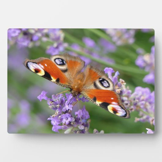 Art Decor Plaque-Butterfly Plaque Fotoplaat (voorkant)