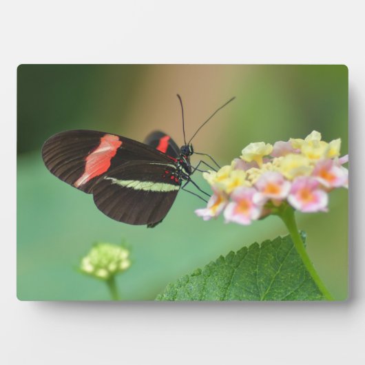 Art Decor Plaque-Butterfly Plaque Fotoplaat (voorkant)
