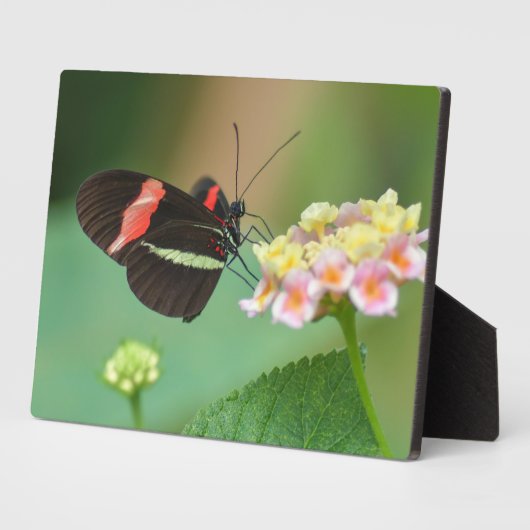 Art Decor Plaque-Butterfly Plaque Fotoplaat (Zijkant)