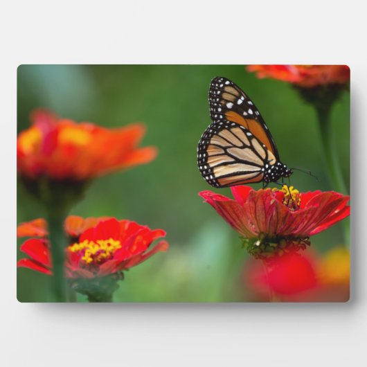 Art Decor Plaque-Butterfly Plaque Fotoplaat (voorkant)