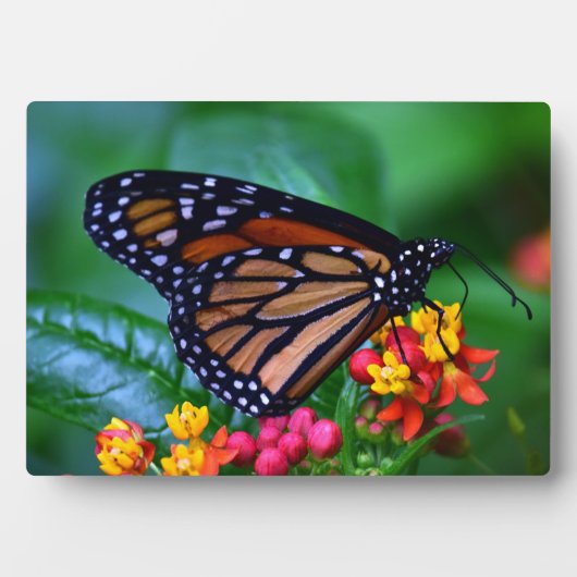 Art Decor Plaque-Butterfly Plaque Fotoplaat (voorkant)