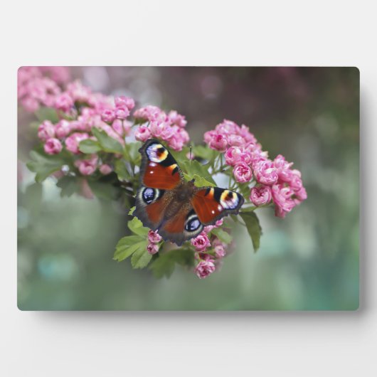 Art Decor Plaque-Butterfly Plaque Fotoplaat (voorkant)