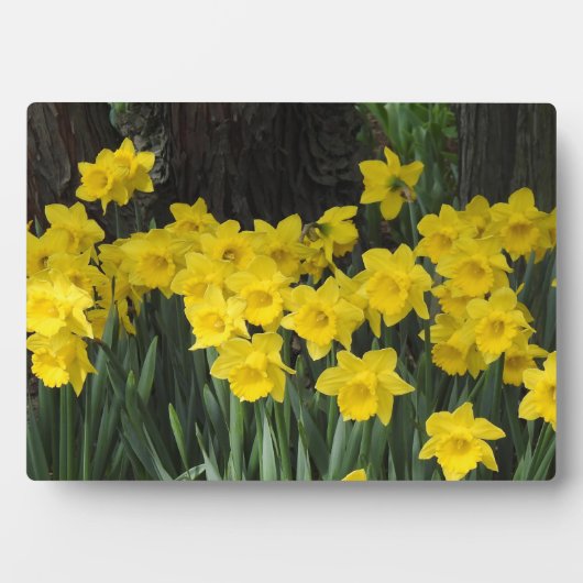 Art Decor Plaque-Daffodils Plaque Fotoplaat (voorkant)