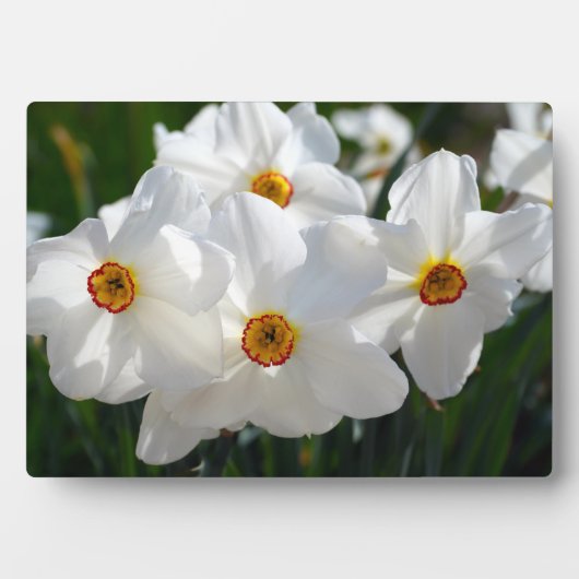 Art Decor Plaque-Flowers Plaque Fotoplaat (voorkant)