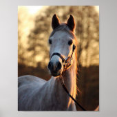 Art for Horse Lovers - Horse Photo Portrait Poster (Voorkant)