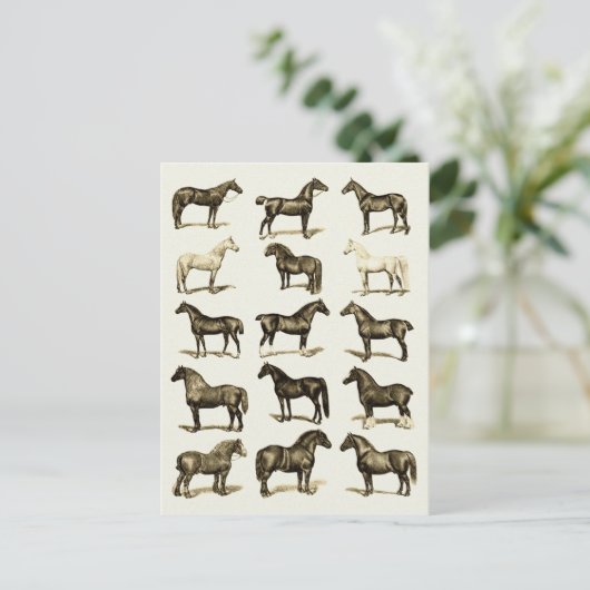  art Paardenrassen Grafiek gedrukte briefkaarten (Staand voorkant)