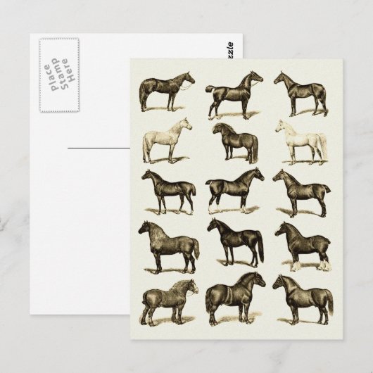  art Paardenrassen Grafiek gedrukte briefkaarten (Voorkant / Achterkant)