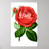 Art Red Rose Poster (Voorkant)