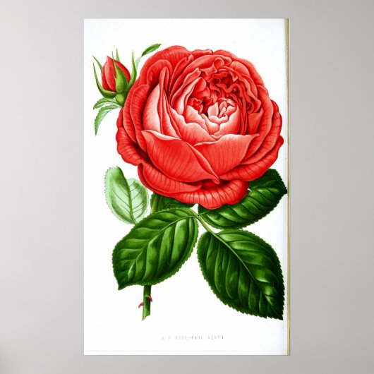  Art Red Rose Poster (Voorkant)
