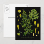 Artemesia Absinthium Briefkaart (Voorkant / Achterkant)