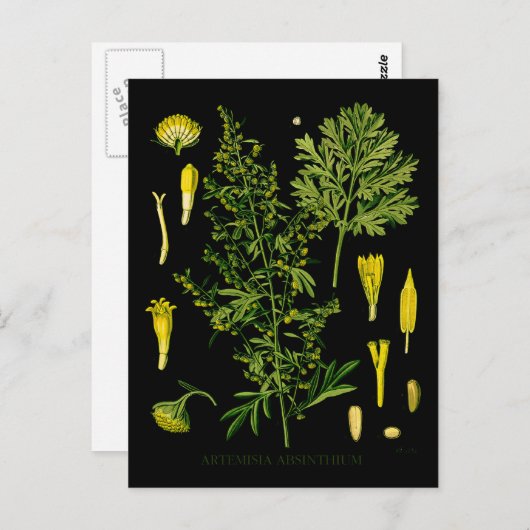 Artemesia Absinthium Briefkaart (Voorkant / Achterkant)