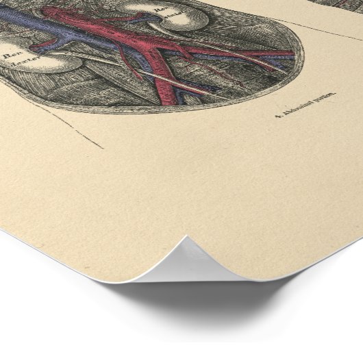  arterieanatomie 1880 afdrukken poster (Hoek)