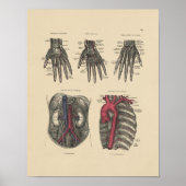 arterieanatomie 1880 afdrukken poster (Voorkant)