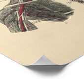  arterieanatomie 1880 afdrukken poster (Hoek)