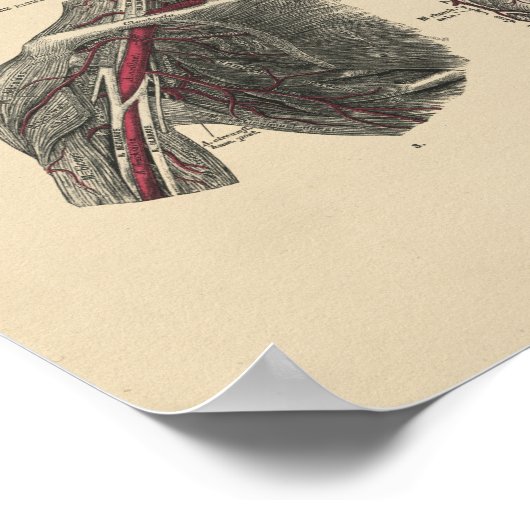  arterieanatomie 1880 afdrukken poster (Hoek)
