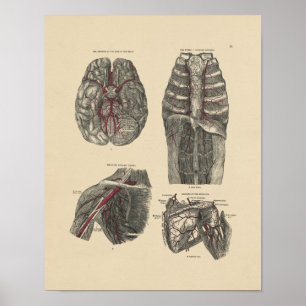  arterieanatomie 1880 afdrukken poster