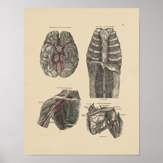  arterieanatomie 1880 afdrukken poster (Voorkant)