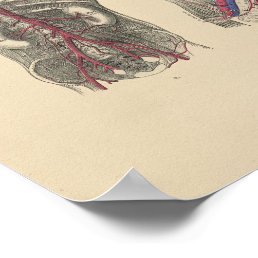 arterieanatomie 1880 afdrukken poster (Hoek)