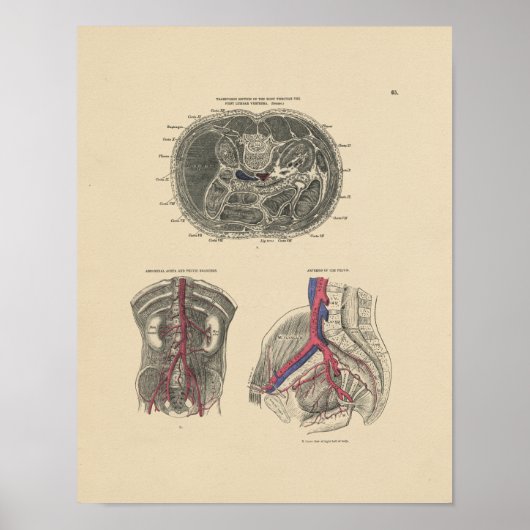  arterieanatomie 1880 afdrukken poster (Voorkant)