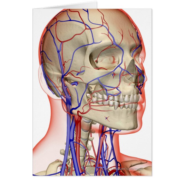 Arterieën en aderen in het hoofd en de nek (Voorkant)