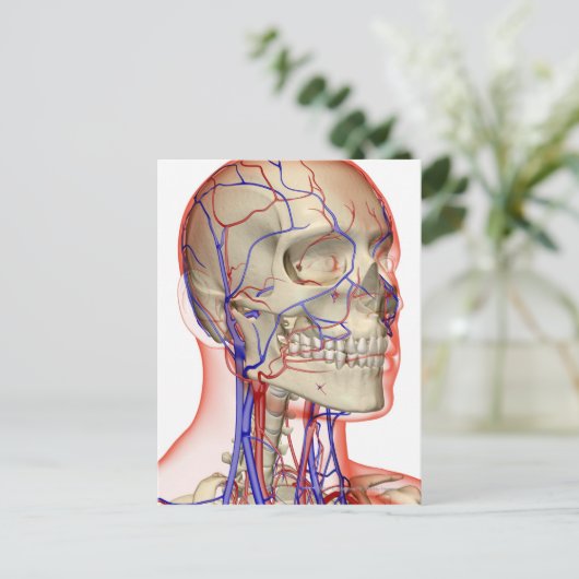 Arterieën en aderen in het hoofd en de nek briefkaart (Staand voorkant)