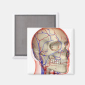 Arterieën en aderen in het hoofd en de nek magneet (Voorkant / Achterkant)