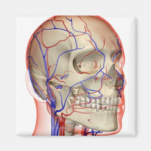 Arterieën en aderen in het hoofd en de nek magneet