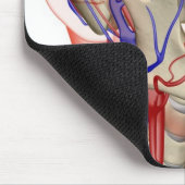 Arterieën en aderen in het hoofd en de nek muismat (Hoek)