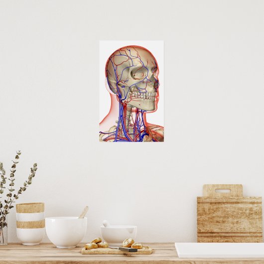 Arterieën en aderen in het hoofd en de nek poster (Keuken)
