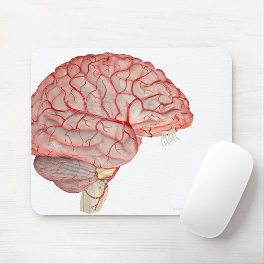 Arterieën van de hersenen muismat (Met muis)
