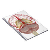 Arterieën van het brein 2 notitieboek (Rechterzijde)